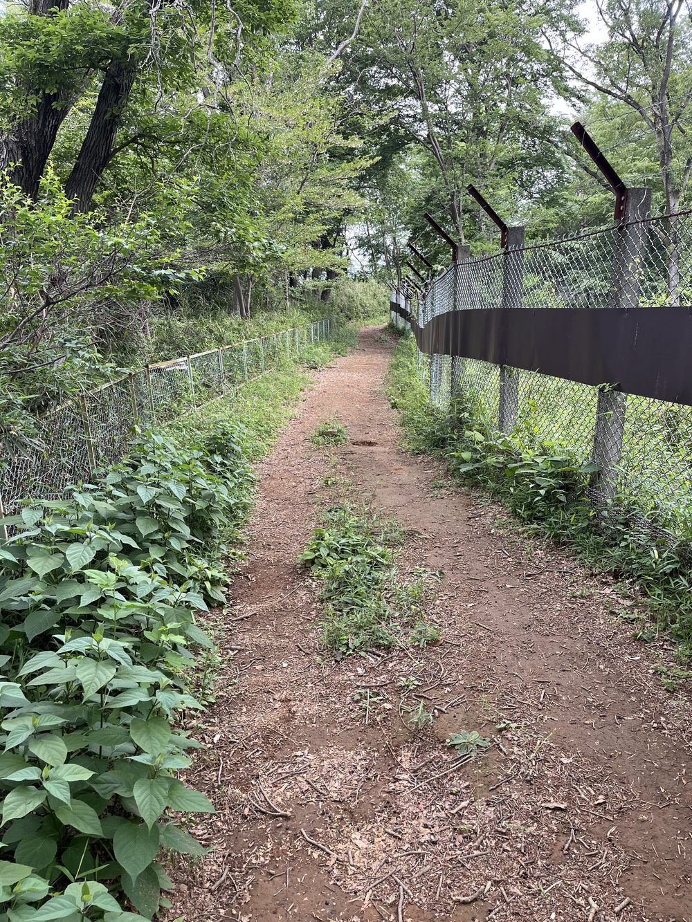 東京都多摩地域プチトレランと丘陵からの絶景コースの写真8