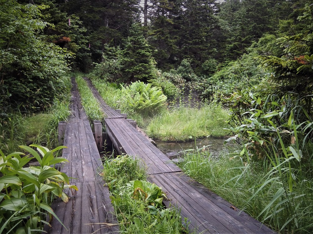 一度で両方　尾瀬沼と尾瀬ヶ原の写真4