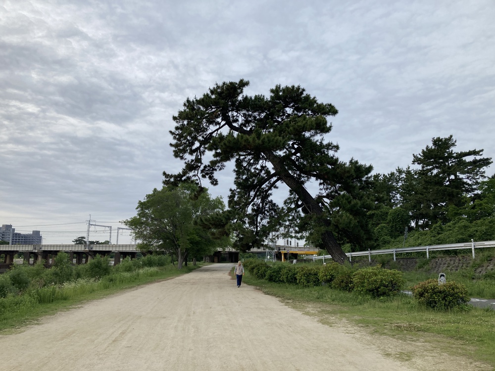尼崎にも三保の松原が！武庫川下流ラン♪の写真3