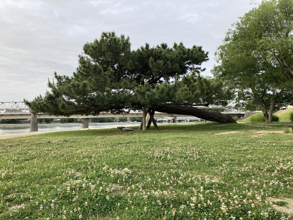 尼崎にも三保の松原が！武庫川下流ラン♪の写真5