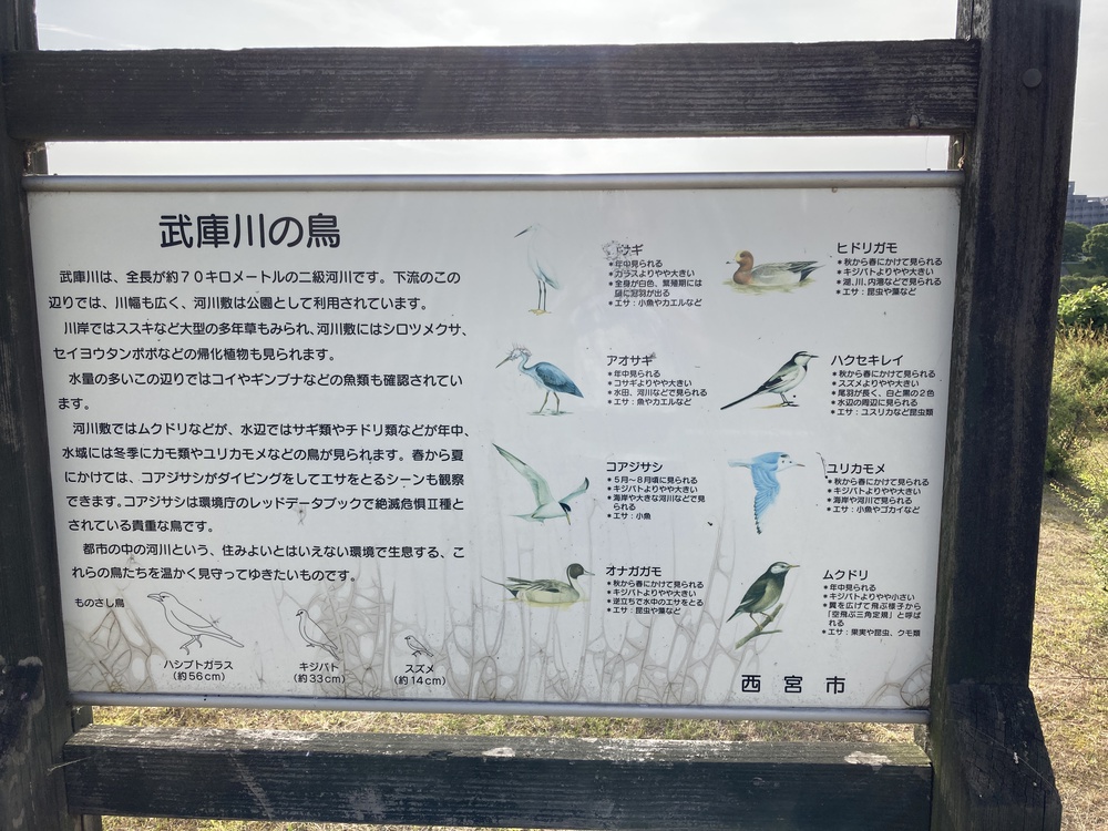 尼崎にも三保の松原が！武庫川下流ラン♪の写真10