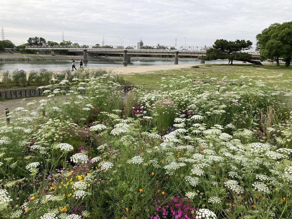 尼崎にも三保の松原が！武庫川下流ラン♪の写真11