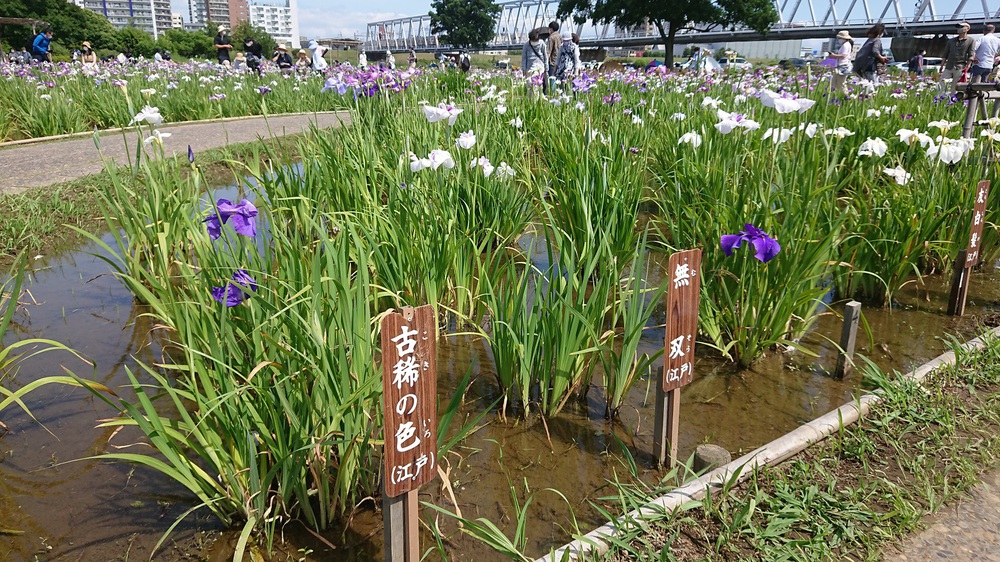 都内の花菖蒲の名所を巡る街ランの写真3