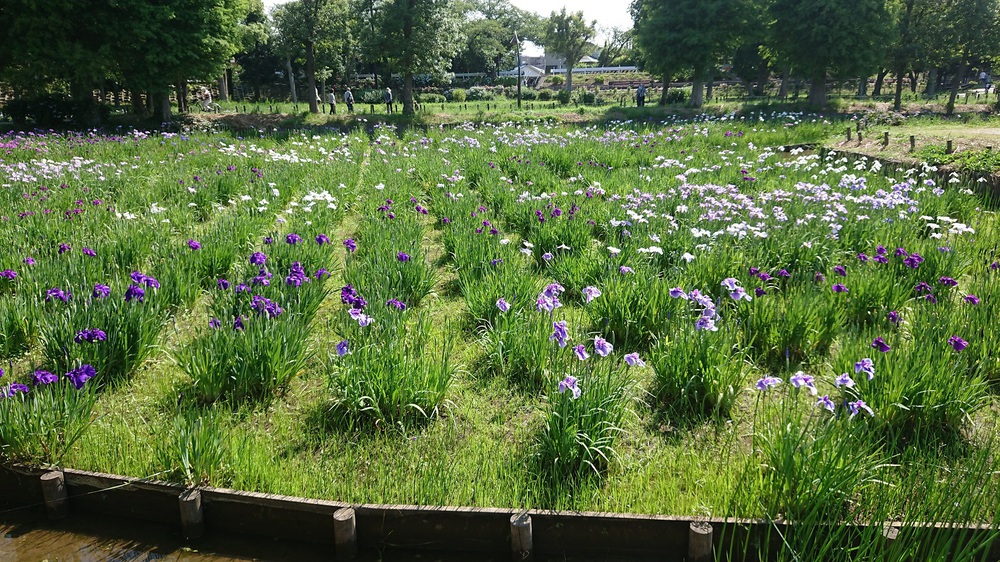 都内の花菖蒲の名所を巡る街ランの写真5