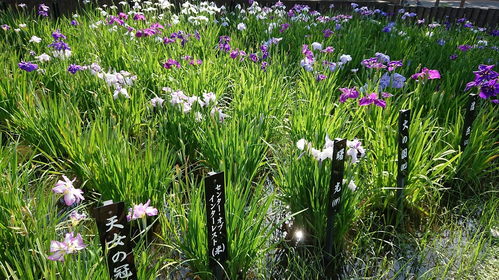 都内の花菖蒲の名所を巡る街ランの写真7