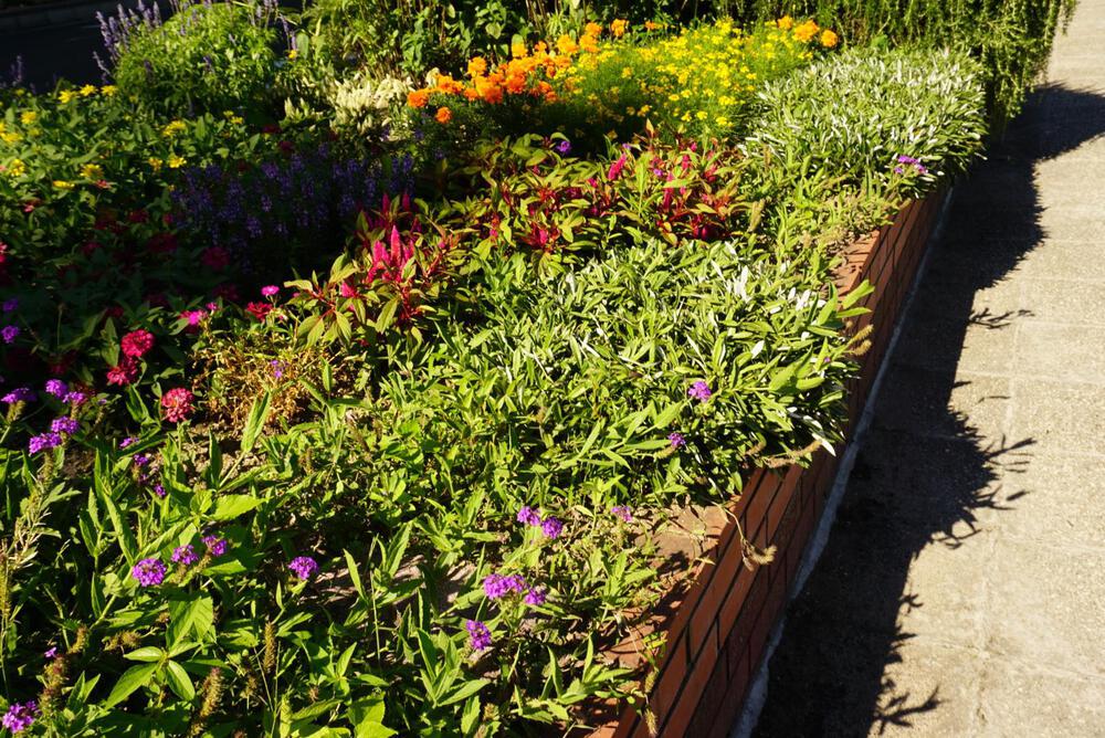阪神芦屋から芦屋公園、潮風大橋、芦屋浜の花巡りジョギングの写真3