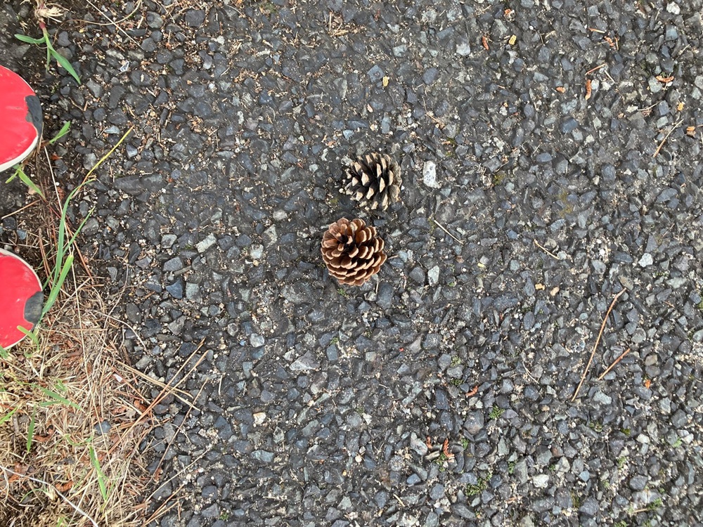 阪神芦屋から芦屋公園、潮風大橋、芦屋浜の花巡りジョギングの写真4