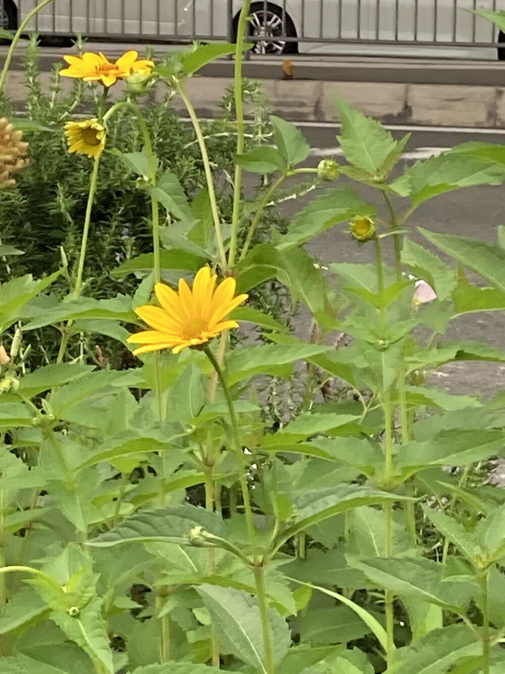 阪神芦屋から芦屋公園、潮風大橋、芦屋浜の花巡りジョギングの写真5