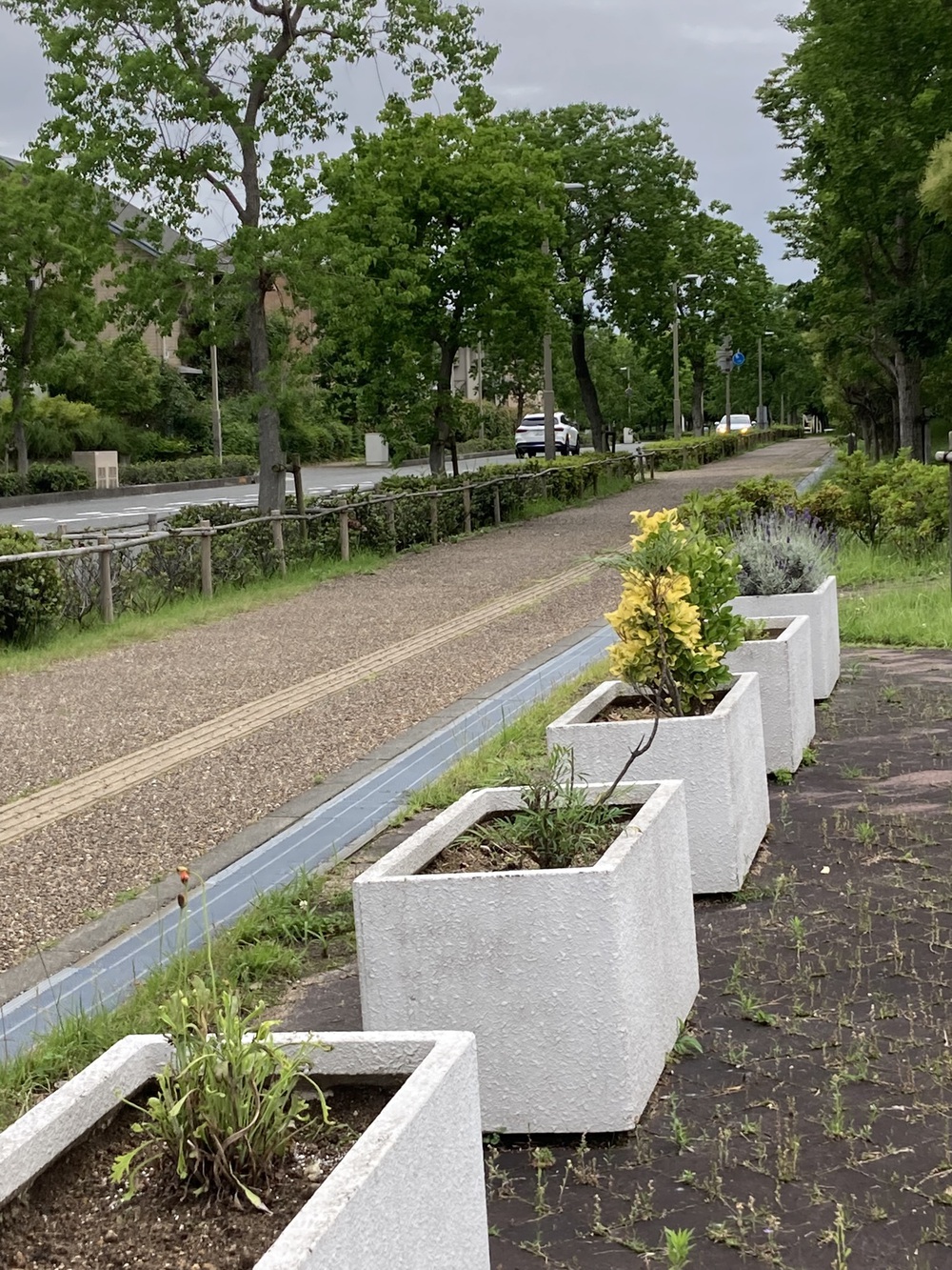 阪神芦屋から芦屋公園、潮風大橋、芦屋浜の花巡りジョギングの写真6