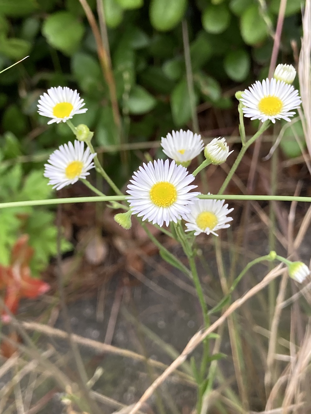 阪神芦屋から芦屋公園、潮風大橋、芦屋浜の花巡りジョギングの写真7