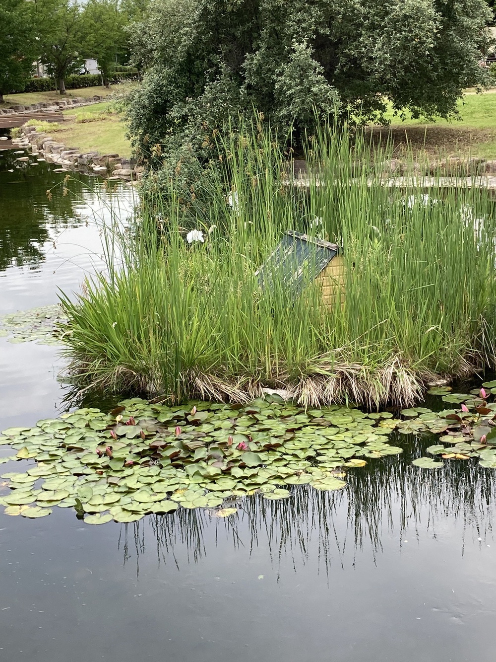 阪神芦屋から芦屋公園、潮風大橋、芦屋浜の花巡りジョギングの写真8