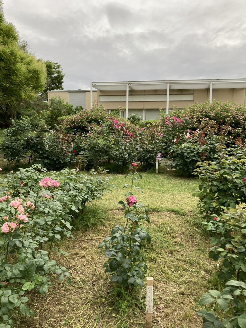 阪神芦屋から芦屋公園、潮風大橋、芦屋浜の花巡りジョギングの写真9