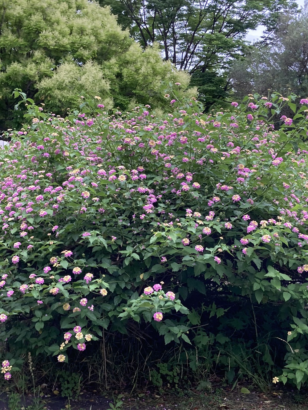 阪神芦屋から芦屋公園、潮風大橋、芦屋浜の花巡りジョギングの写真10