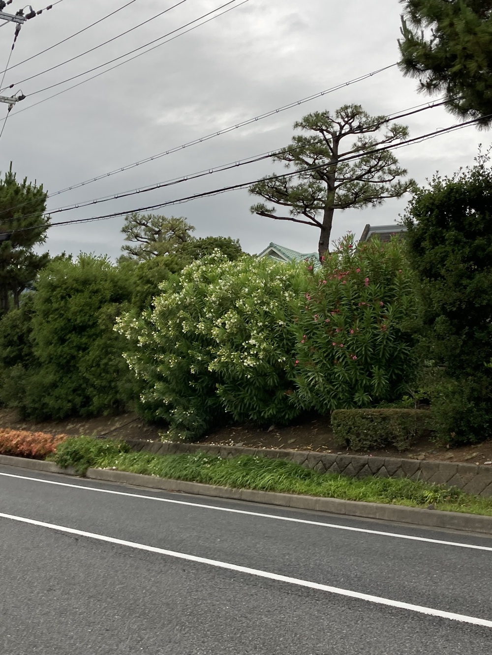 阪神芦屋から芦屋公園、潮風大橋、芦屋浜の花巡りジョギングの写真11