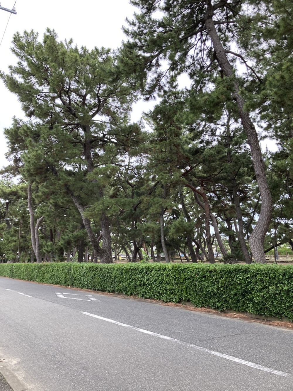阪神芦屋から芦屋公園、潮風大橋、芦屋浜の花巡りジョギングの写真12