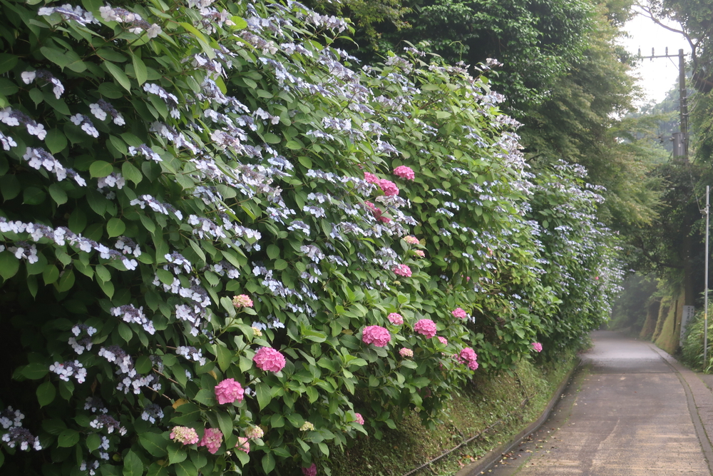 Run for 湯♨️ 大船　ひばり湯の写真8