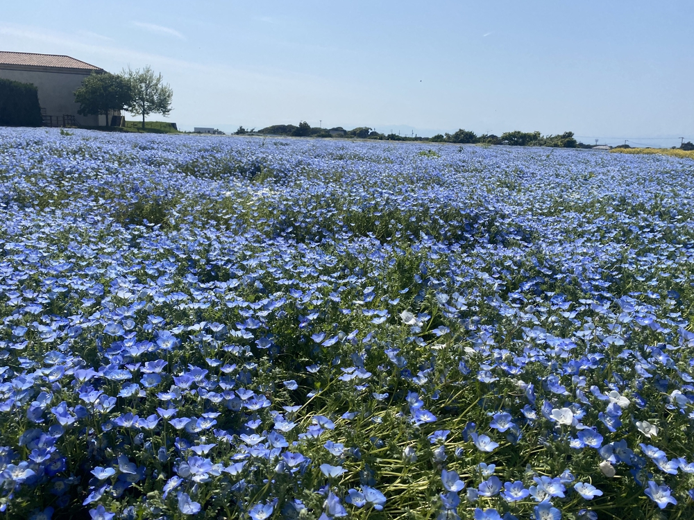 三浦半島ウエストコーストランの写真13