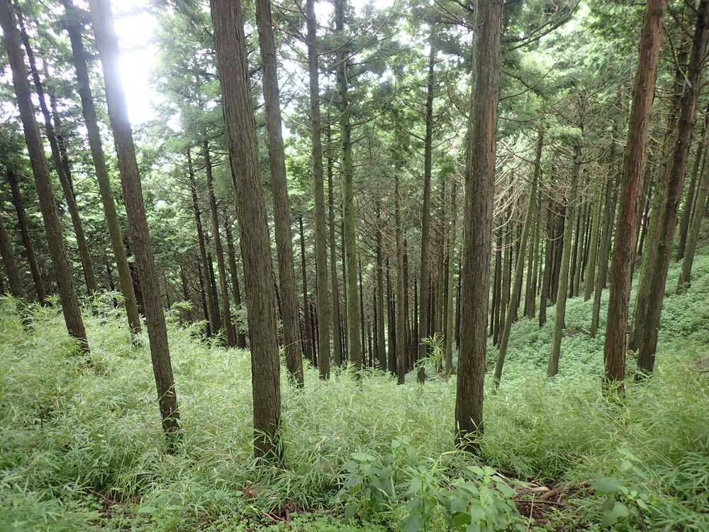 大山トレイル26km&温泉の写真3