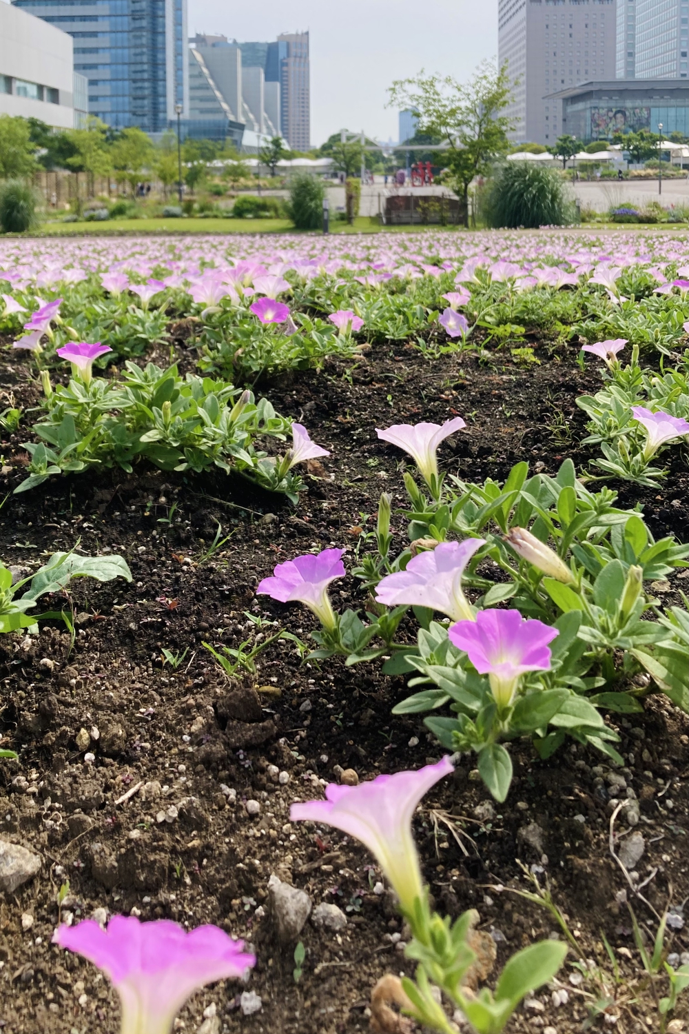 都立公園デジタルスタンプラリー【海】の写真8