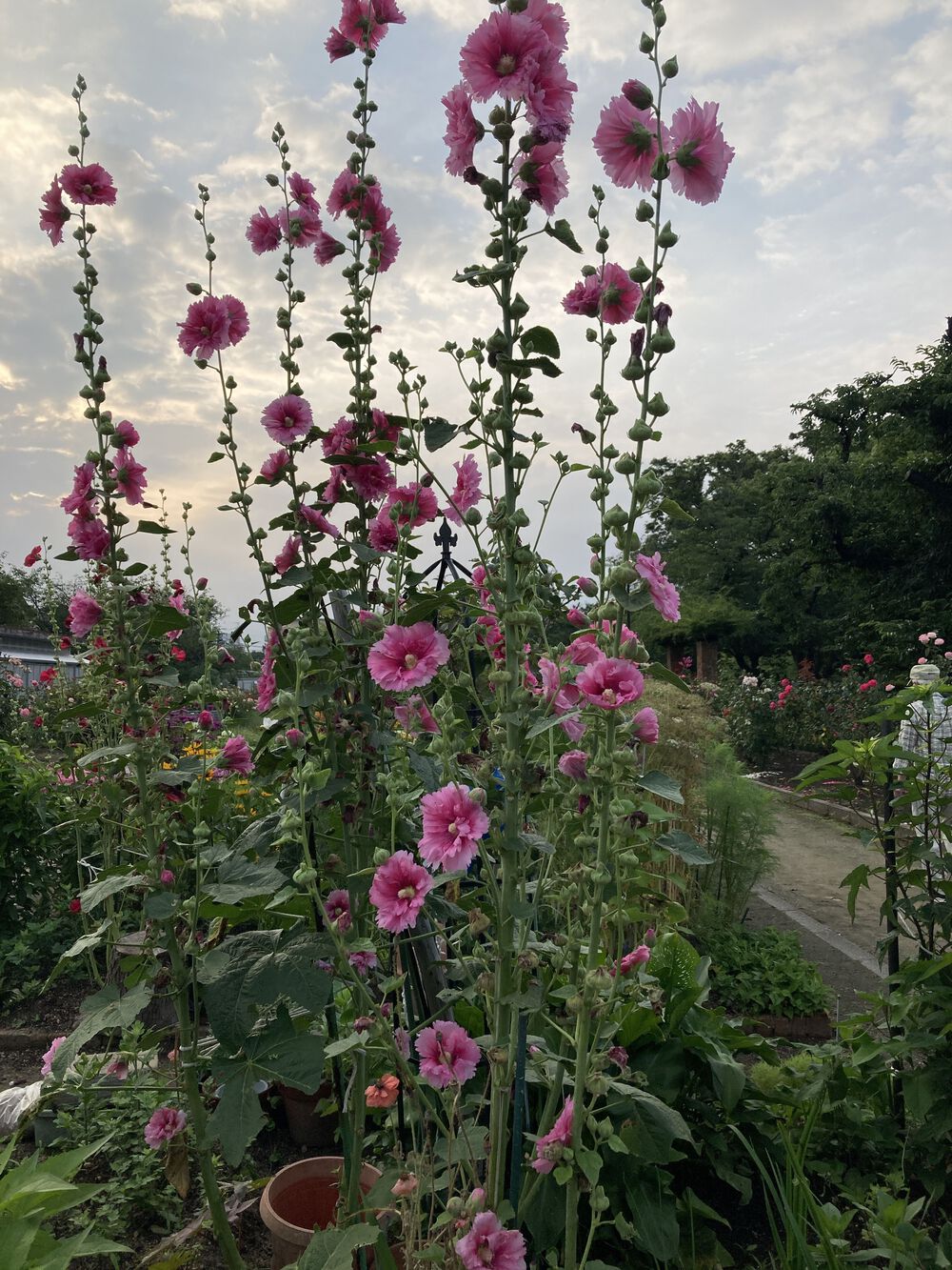 爽快新緑の尼崎♪西武庫公園の写真9