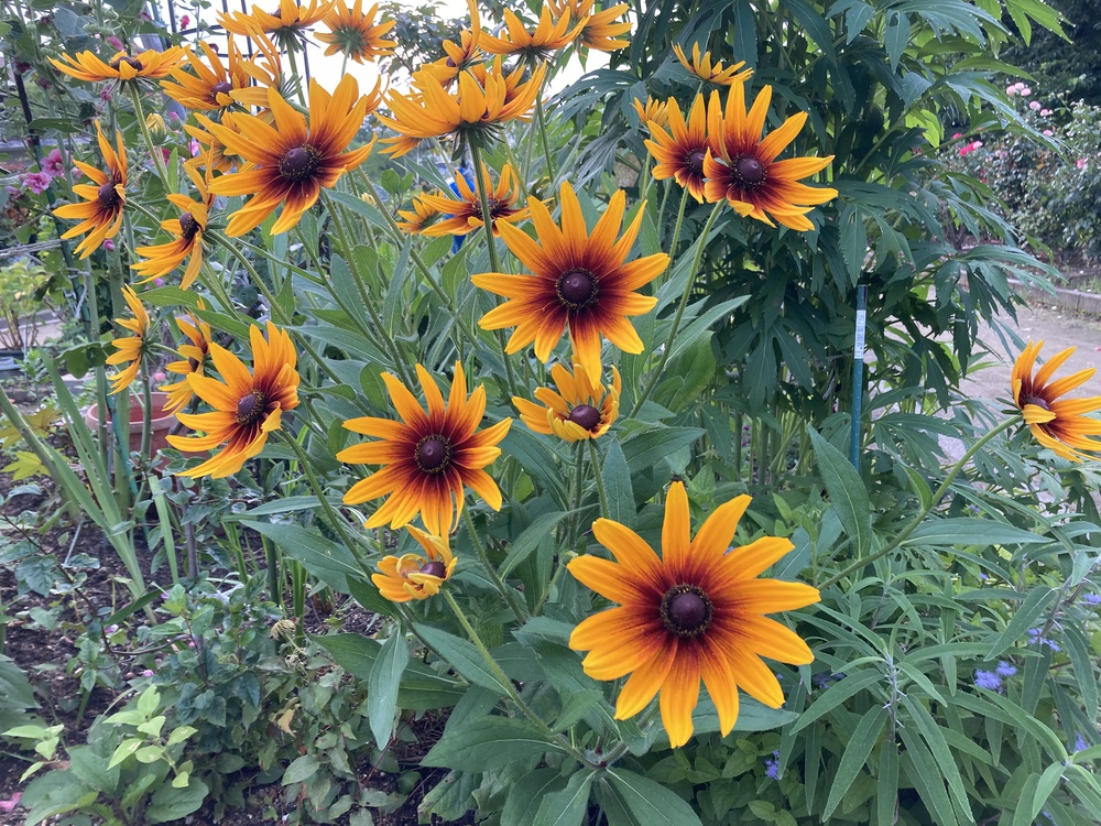 爽快新緑の尼崎♪西武庫公園の写真10