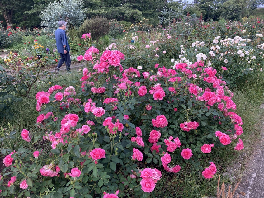 爽快新緑の尼崎♪西武庫公園の写真11