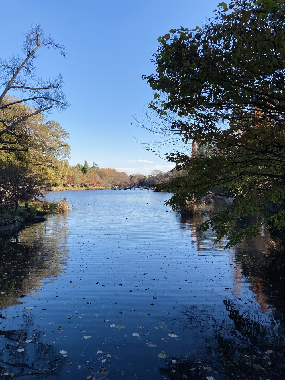 都立公園デジタルスタンプラリー【善福寺川〜神田川】の写真16