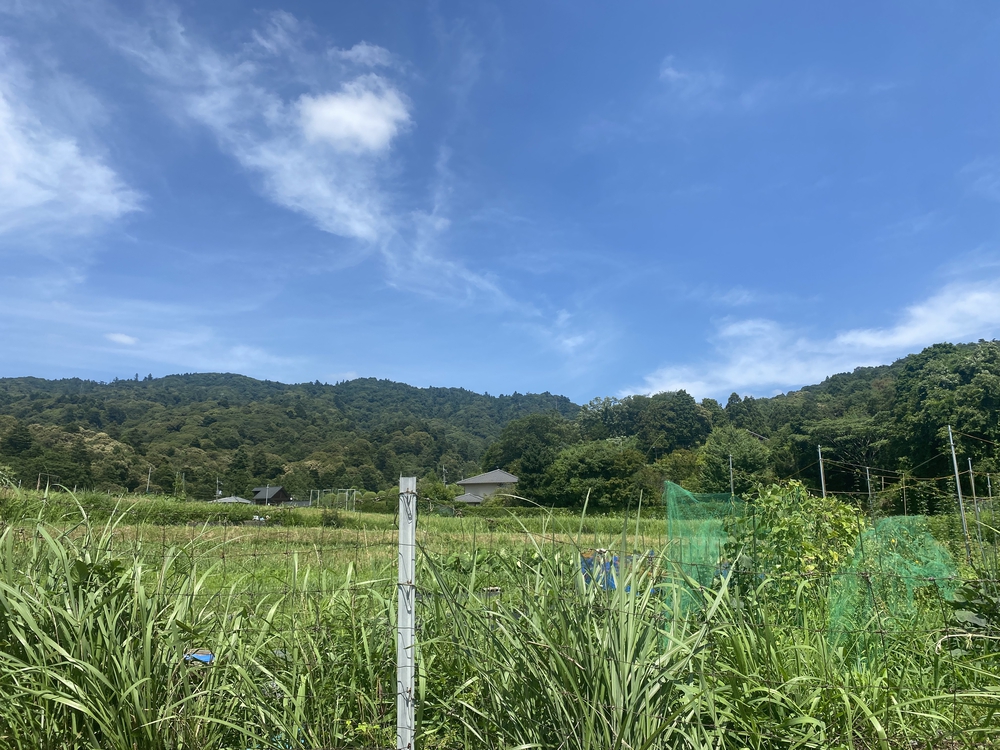 春日山遊歩道の写真3