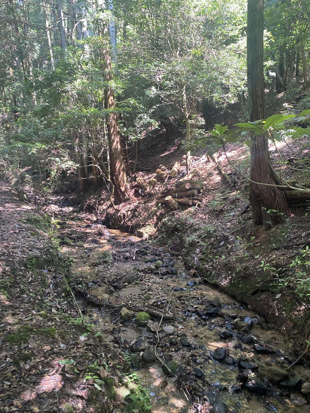春日山遊歩道の写真4