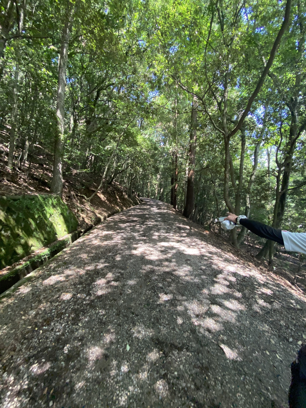 春日山遊歩道の写真8