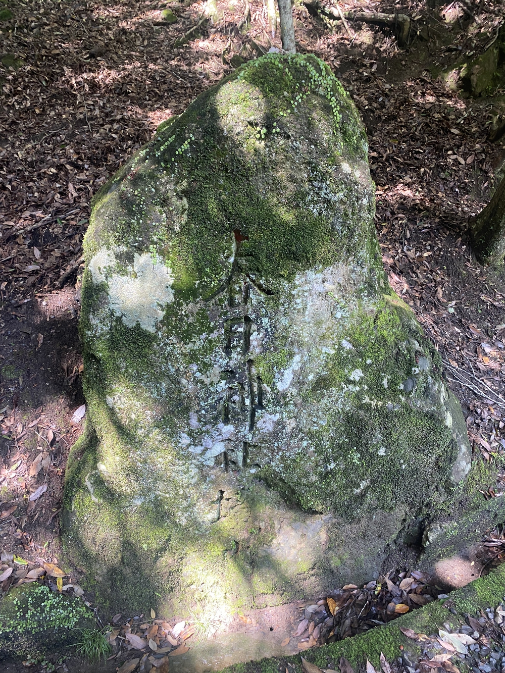 春日山遊歩道の写真9