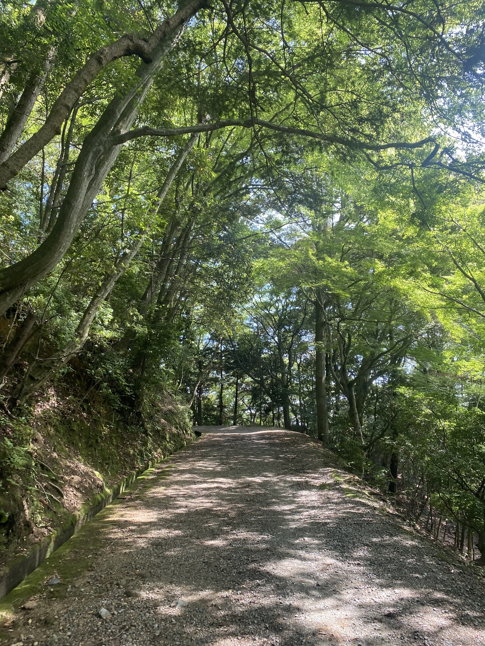 春日山遊歩道の写真10
