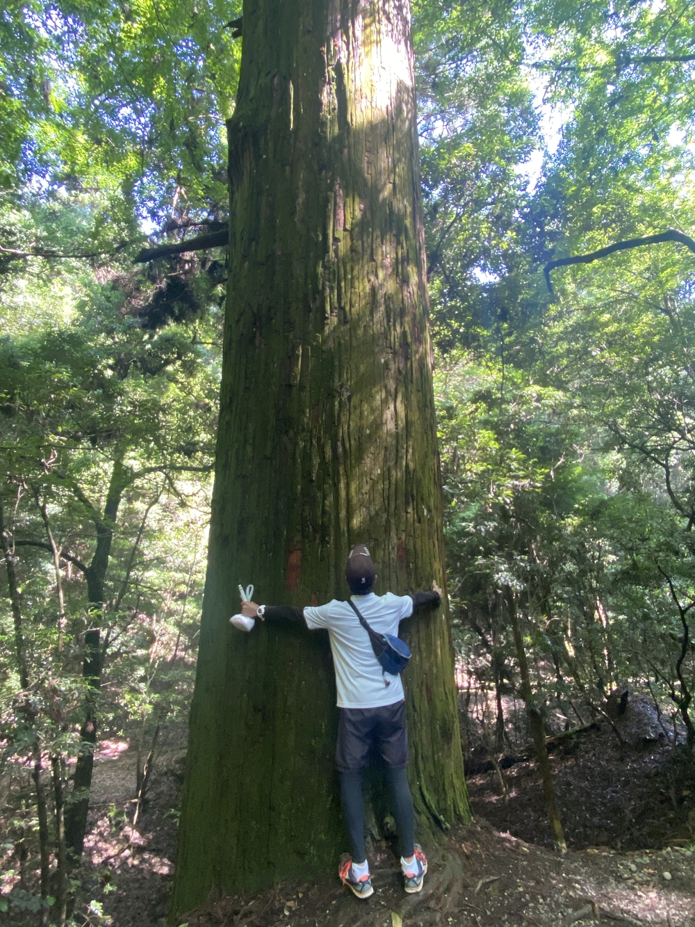 春日山遊歩道の写真20