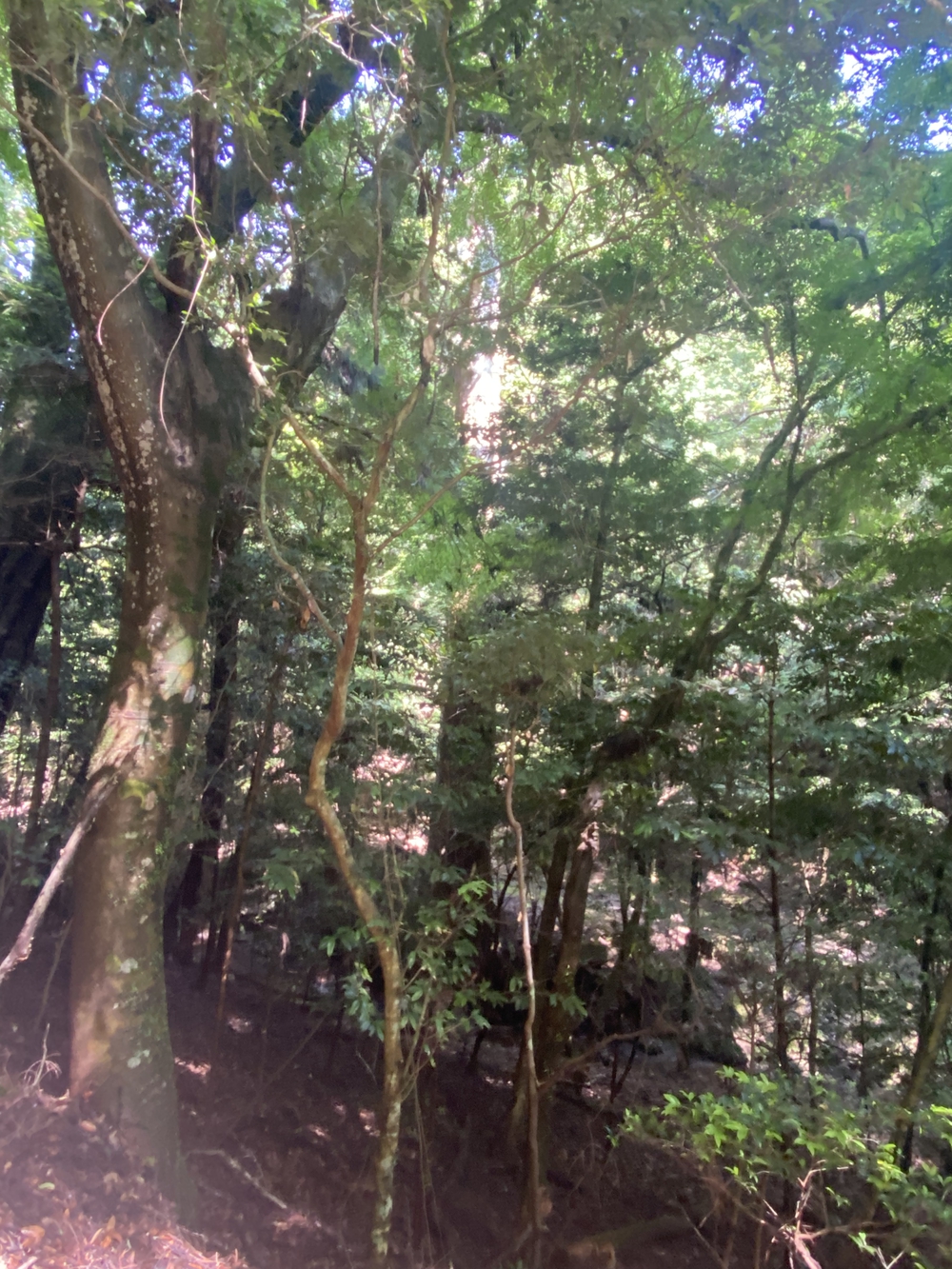 春日山遊歩道の写真21