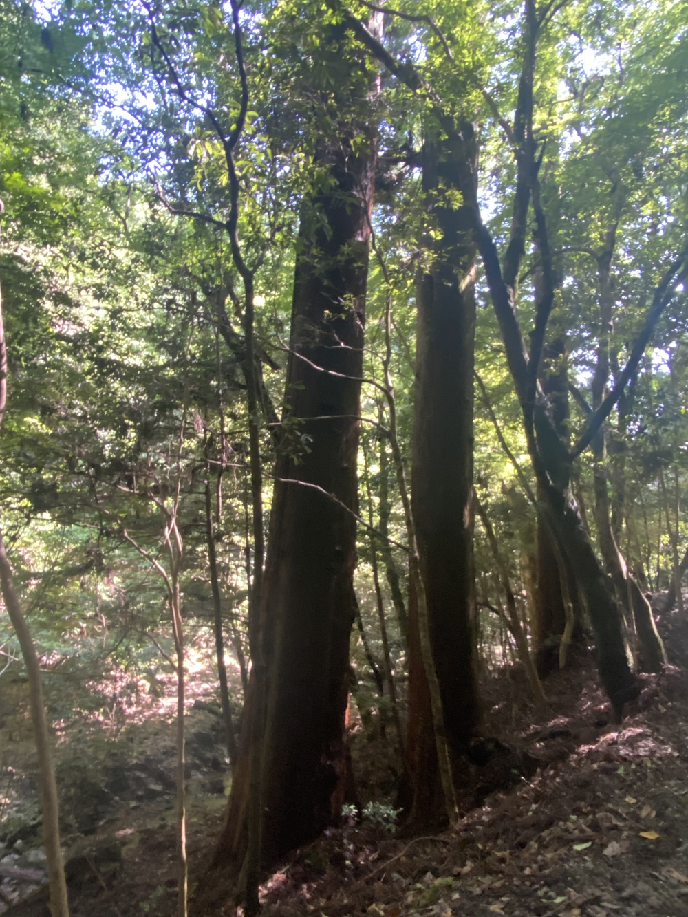 春日山遊歩道の写真22
