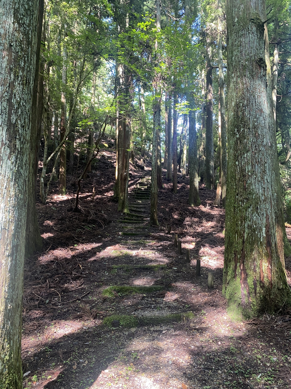 春日山遊歩道の写真25