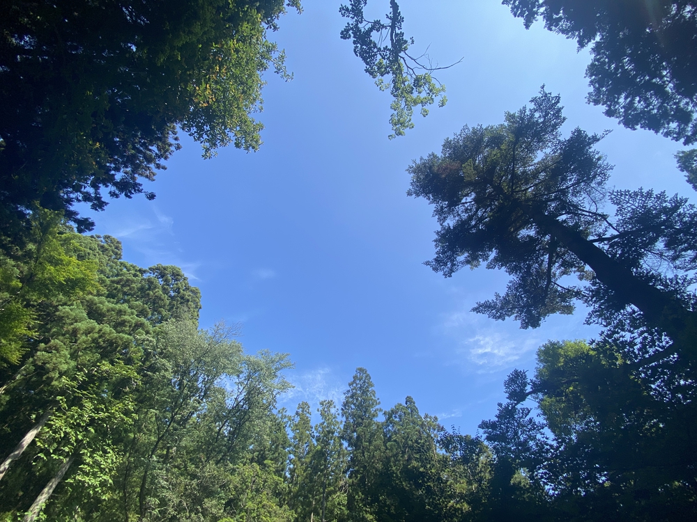 春日山遊歩道の写真28