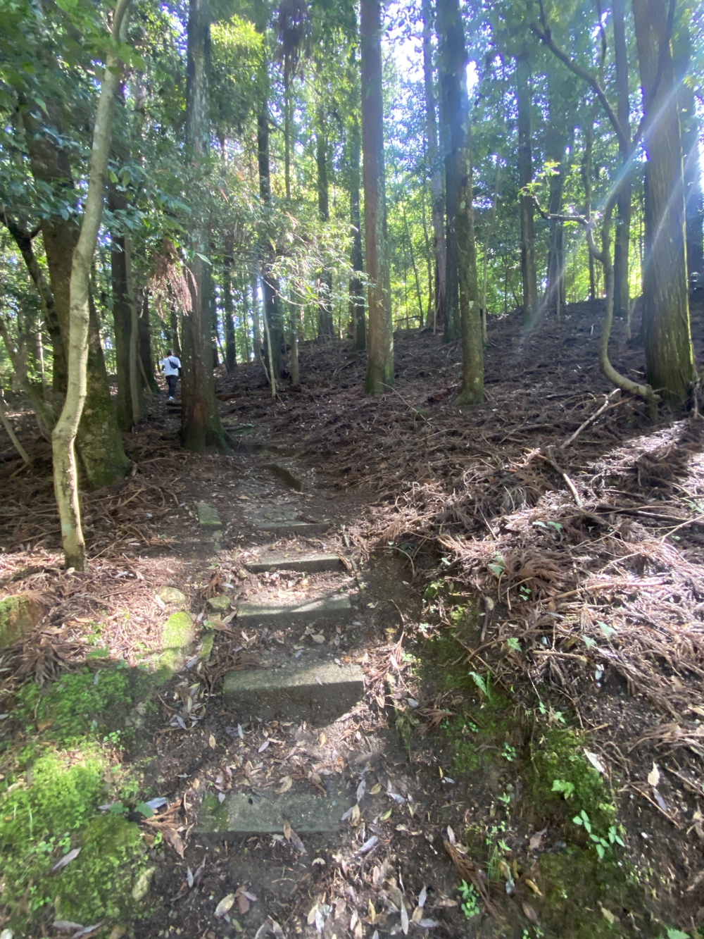 春日山遊歩道の写真32