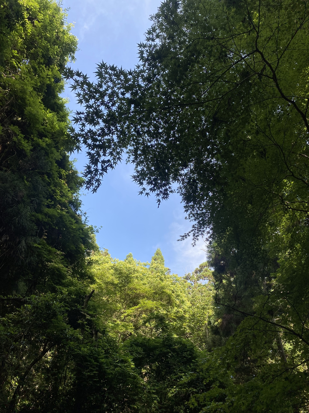 春日山遊歩道の写真38