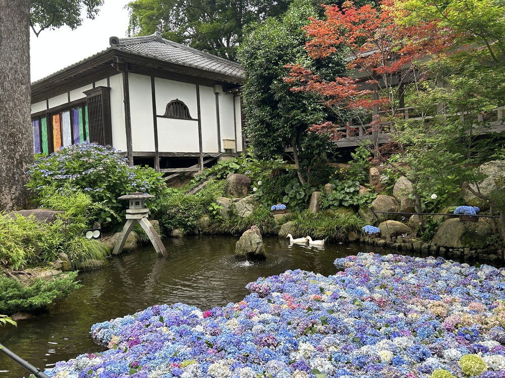 雨引観音紫陽花トレイルの写真4