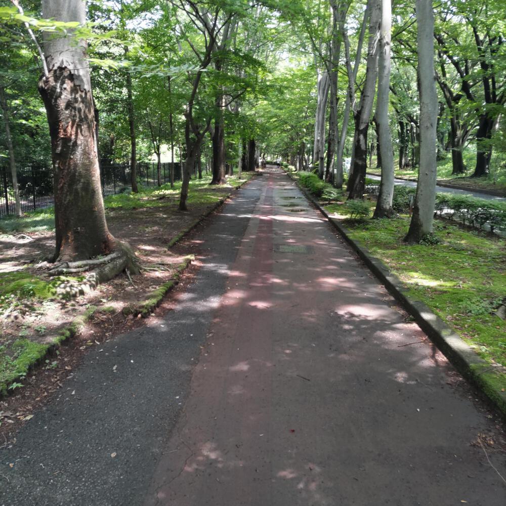 マイナスイオンたっぷり群馬の森ランニングの写真4