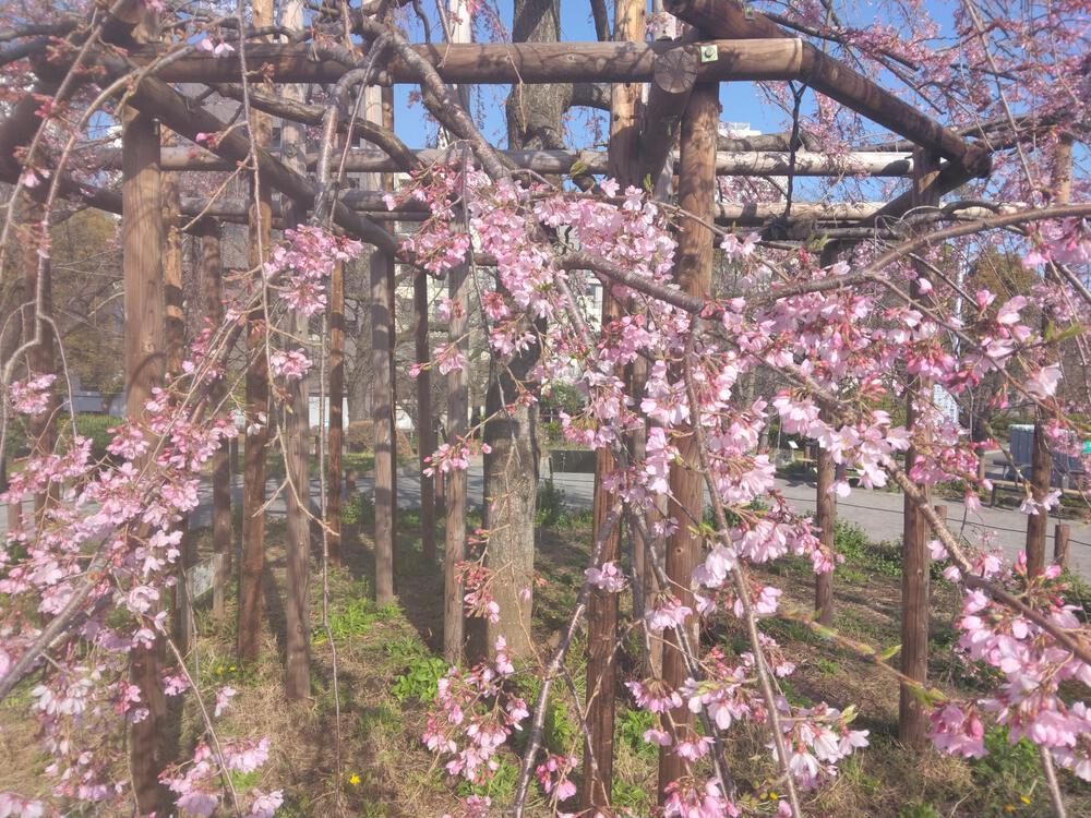 春のうららの隅田川遡上ラン【写真撮影2024.3.30】の写真14