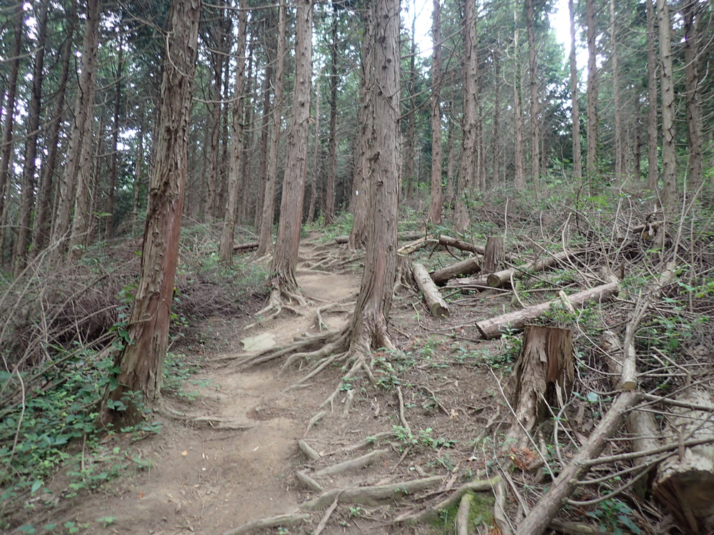 これは楽しい！宝篋山13kmコースの写真4