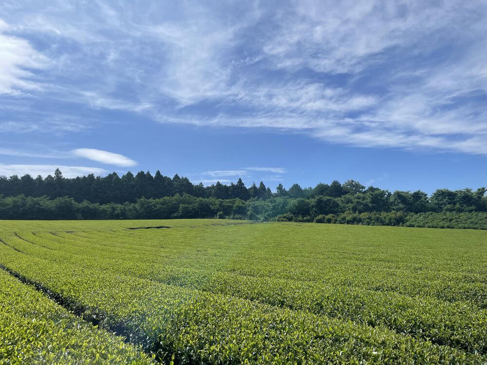 村山ジャンボキャンプ場から大淵笹場の写真3