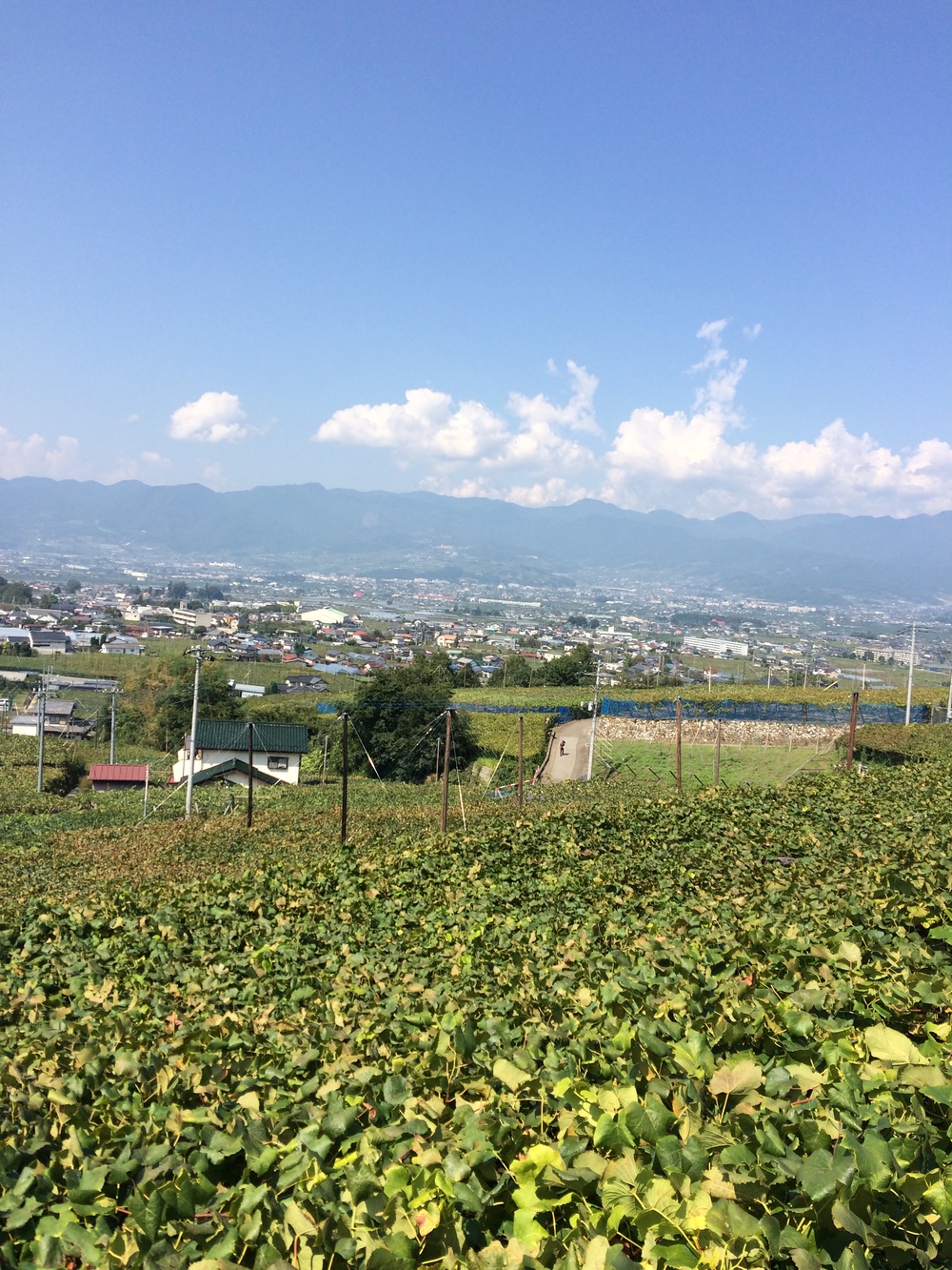 甲州フルーツマラソン10キロの写真7