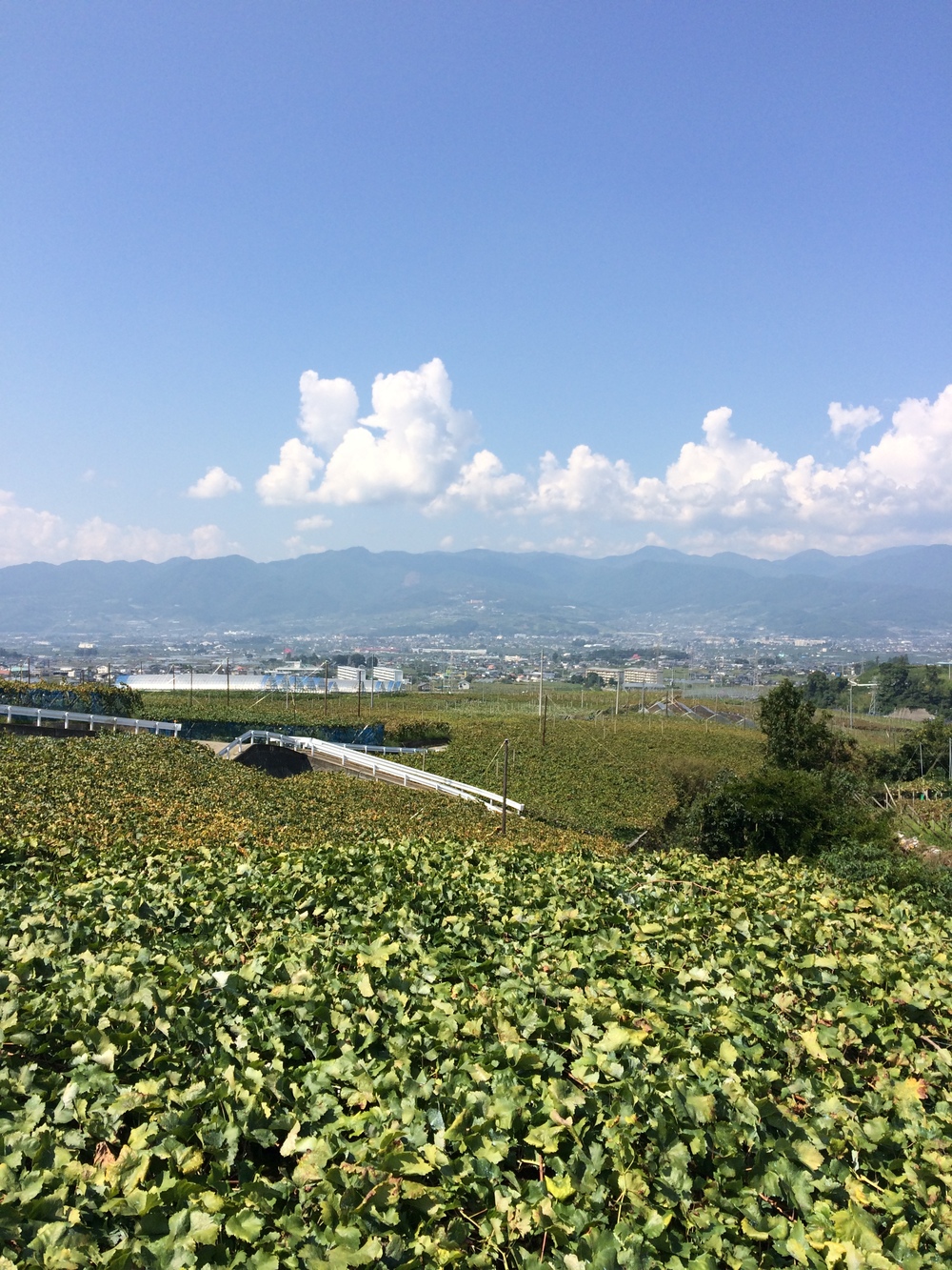 甲州フルーツマラソン10キロの写真11