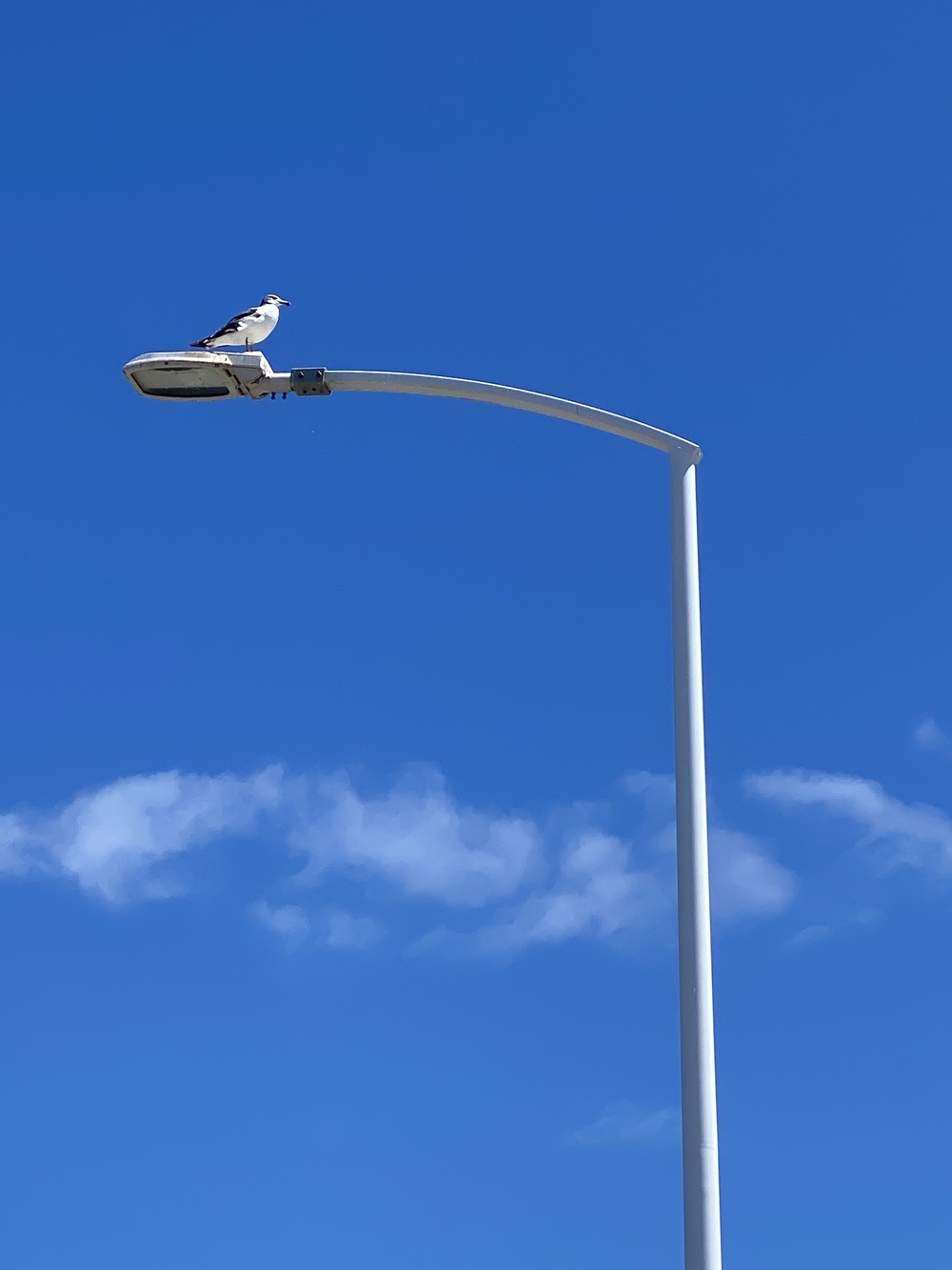 鎌倉駅から辻堂駅14キロの写真10