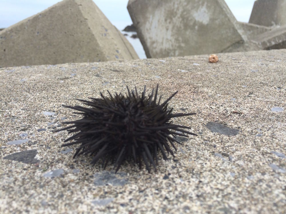 奥尻島コース（青苗〜北西往復25km）の写真5