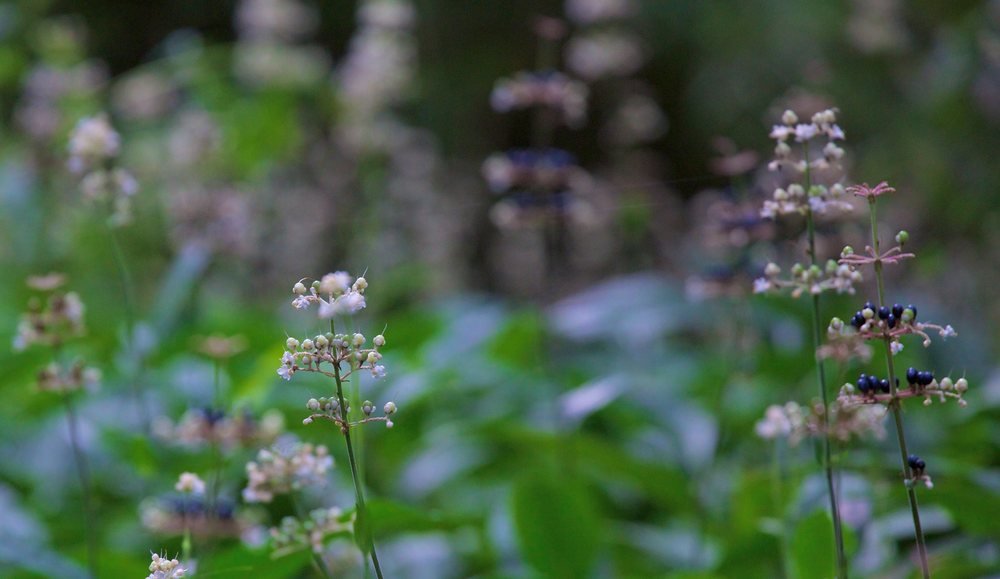 八王子のオアシス・小宮公園の写真4