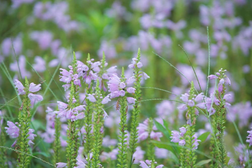 八王子のオアシス・小宮公園の写真5
